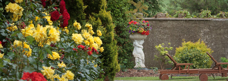 Colourful roses in the farmhouse garden